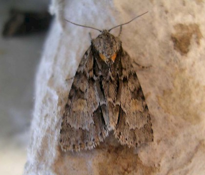 Adult &bull; Vignols, France &bull; &copy; Andy Dunwell