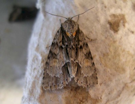 Marsh Dagger Acronicta strigosa