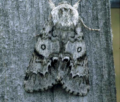 Adult &bull; East Invernessshire &bull; &copy; Roy Leverton