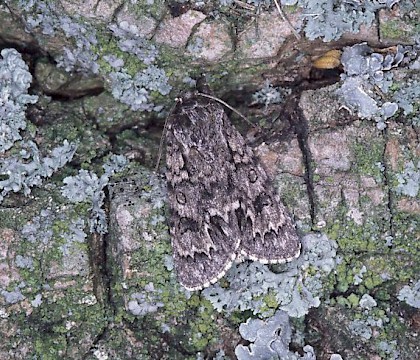 Adult &bull; The Netherlands &bull; &copy; Jeroen Voogd