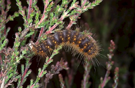 Scarce Dagger Acronicta auricoma