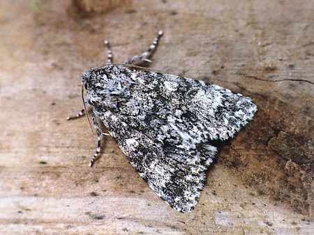 Poplar Grey Subacronicta megacephala