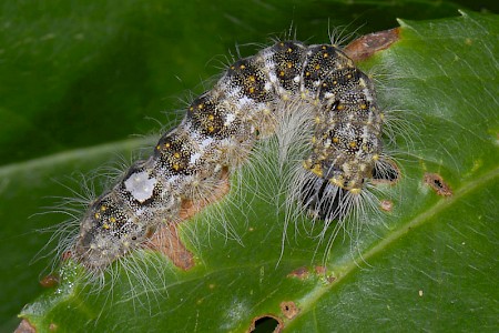 Poplar Grey Subacronicta megacephala