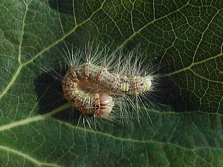 Poplar Grey Subacronicta megacephala