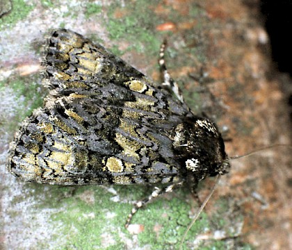 Adult &bull; &copy; Philip Jewess