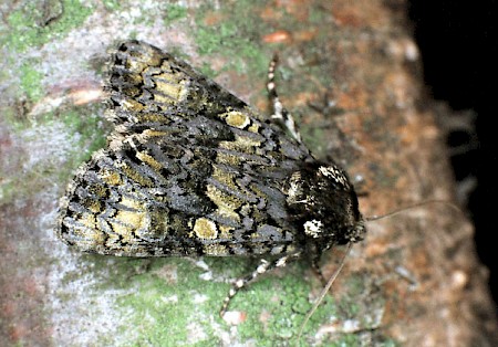 The Coronet Craniophora ligustri