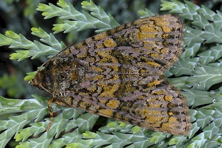 The Coronet Craniophora ligustri