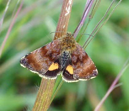 Adult &bull; &copy; Chris Manley