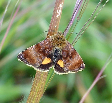 Small Yellow Underwing Panemeria tenebrata