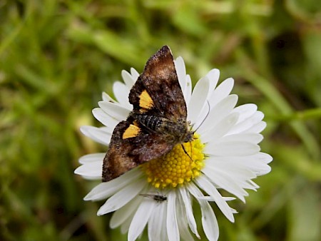 Small Yellow Underwing Panemeria tenebrata