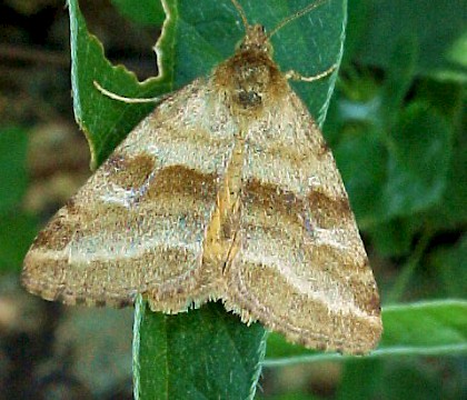 Adult &bull; &copy; Charlie Perez