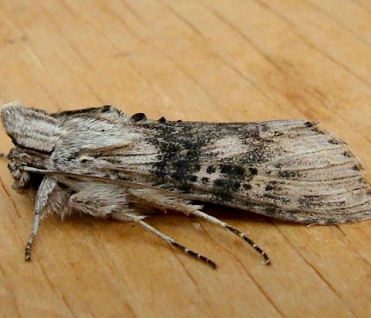 Adult &bull; Cley, Norfolk &bull; &copy; Ian Walker