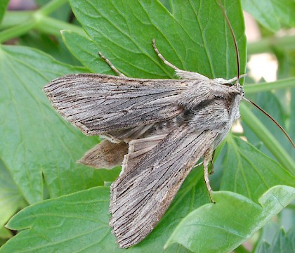Adult &bull; Aberdeenshire &bull; &copy; Chris Harlow