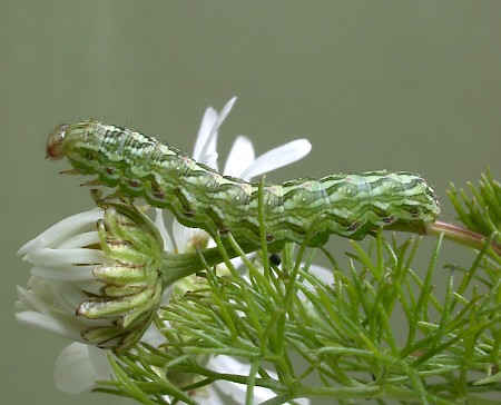 Chamomile Shark Cucullia chamomillae