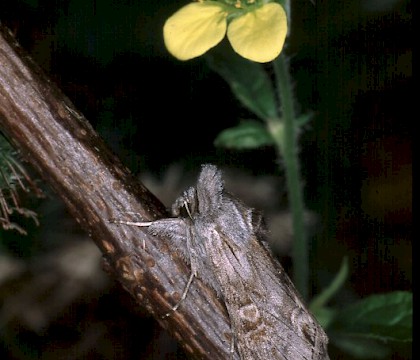 Adult &bull; &copy; Gianpiero Ferrari