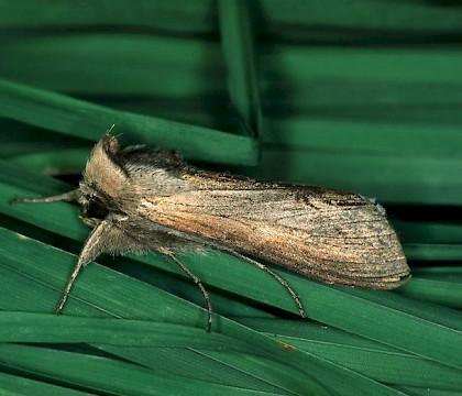 Adult &bull; &copy; Gianpiero Ferrari