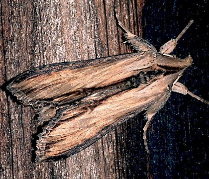 Adult &bull; Ex larva, Hants. &bull; &copy; Nick Greatorex-Davies