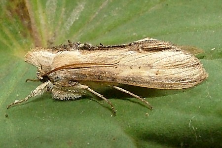 Striped Lychnis Cucullia lychnitis