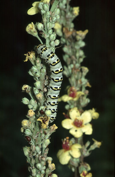 Striped Lychnis Cucullia lychnitis