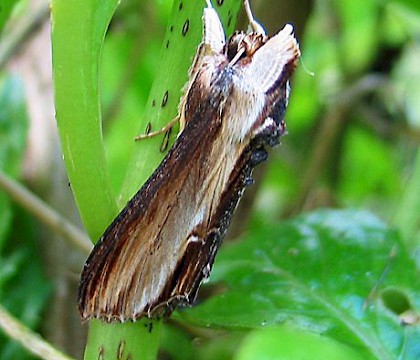 Adult &bull; &copy; Kim Gowney