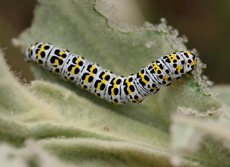 The Mullein Cucullia verbasci