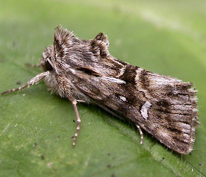 Adult &bull; Ipswich, Suffolk &bull; &copy; Paul Kitchener