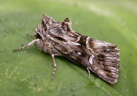 Toadflax Brocade Calophasia lunula