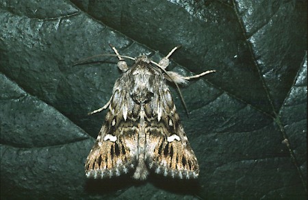 Toadflax Brocade Calophasia lunula