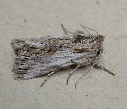 Adult &bull; South West France &bull; &copy; Graham Wenman