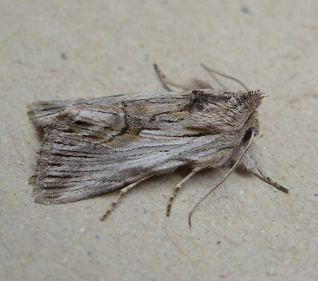 Antirrhinum Brocade Calophasia platyptera