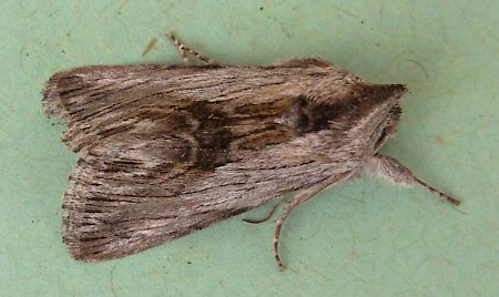 Antirrhinum Brocade Calophasia platyptera