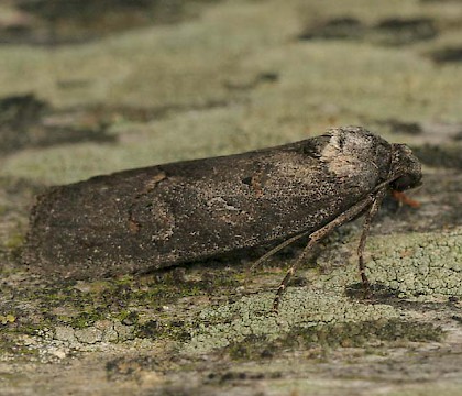 Adult &bull; North Wales &bull; &copy; Tristan Bantock