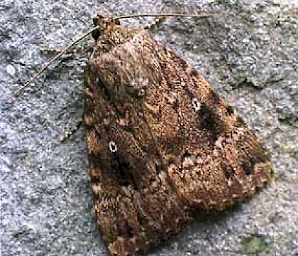 Adult &bull; Bere Alston, Devon &bull; &copy; Ian Kimber