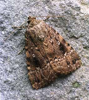 Copper Underwing Amphipyra pyramidea