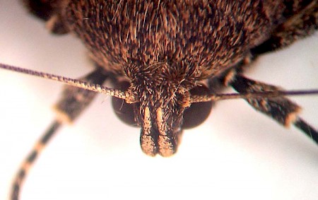 Copper Underwing Amphipyra pyramidea