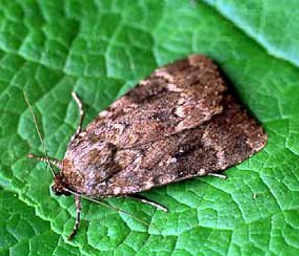 Adult &bull; Littleborough, Lancashire &bull; &copy; Ian Kimber