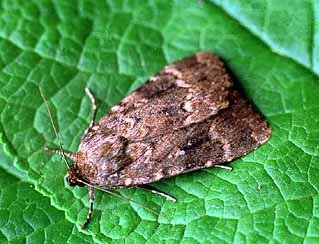 Svensson's Copper Underwing Amphipyra berbera