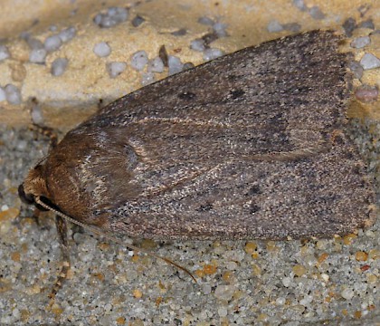 Adult &bull; Hardenberg, The Netherlands &bull; &copy; Ab H. Baas