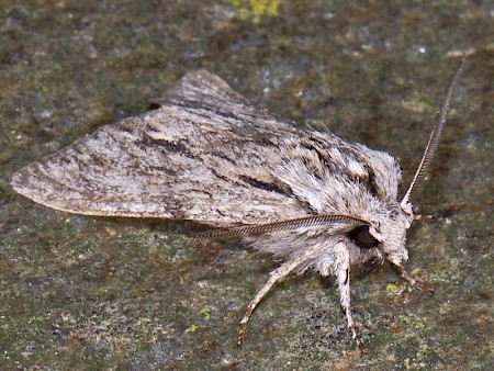 The Sprawler Asteroscopus sphinx