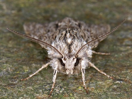 The Sprawler Asteroscopus sphinx