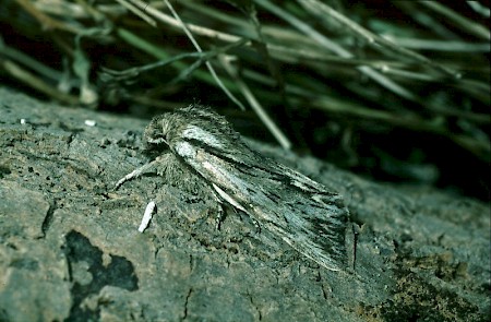 The Sprawler Asteroscopus sphinx