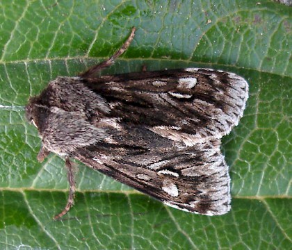 Adult &bull; &copy; Jane Bowman