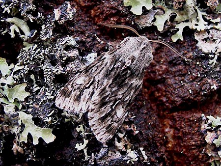 Rannoch Sprawler Brachionycha nubeculosa