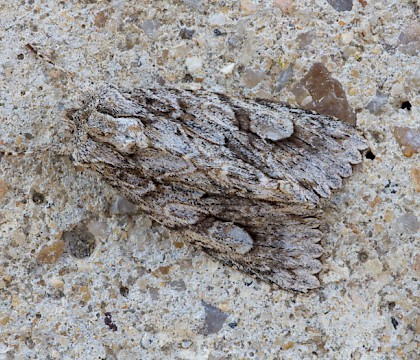 Adult &bull; Dordogne, France &bull; &copy; David Tomlinson