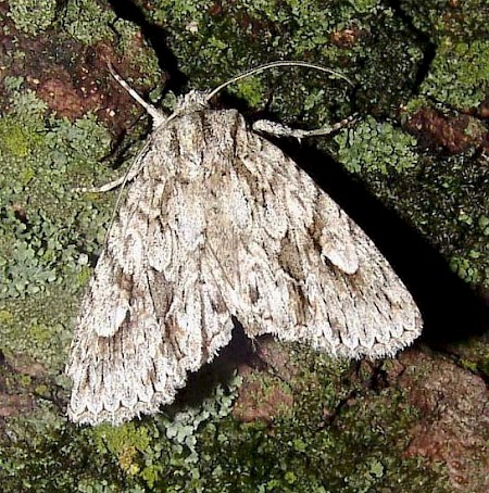 Double-spot Brocade Meganephria bimaculosa