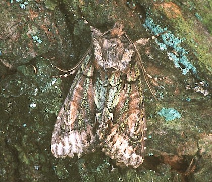 Typical form &bull; Hemingford Grey, Hunts. &bull; &copy; Nick Greatorex-Davies