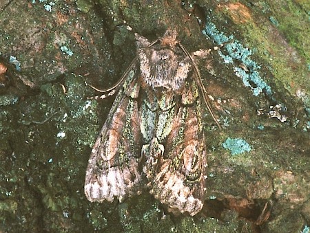 Green-brindled Crescent Allophyes oxyacanthae