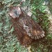 ab. capucina • Monk's Wood NNR, Cambs. • © Nick Greatorex-Davies