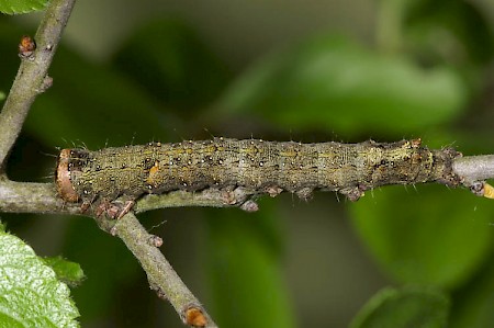 Green-brindled Crescent Allophyes oxyacanthae