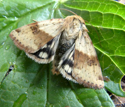 Adult &bull; Brandon, Suffolk &bull; &copy; Graham Austin